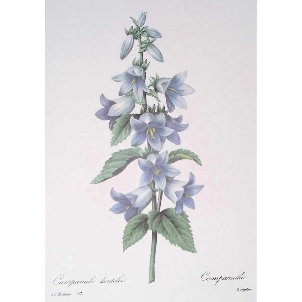 P.J. Redoute Campanula Dentata Botanical Book Plate Blue Bellflower Floral 11x14 - Picture 4 of 6